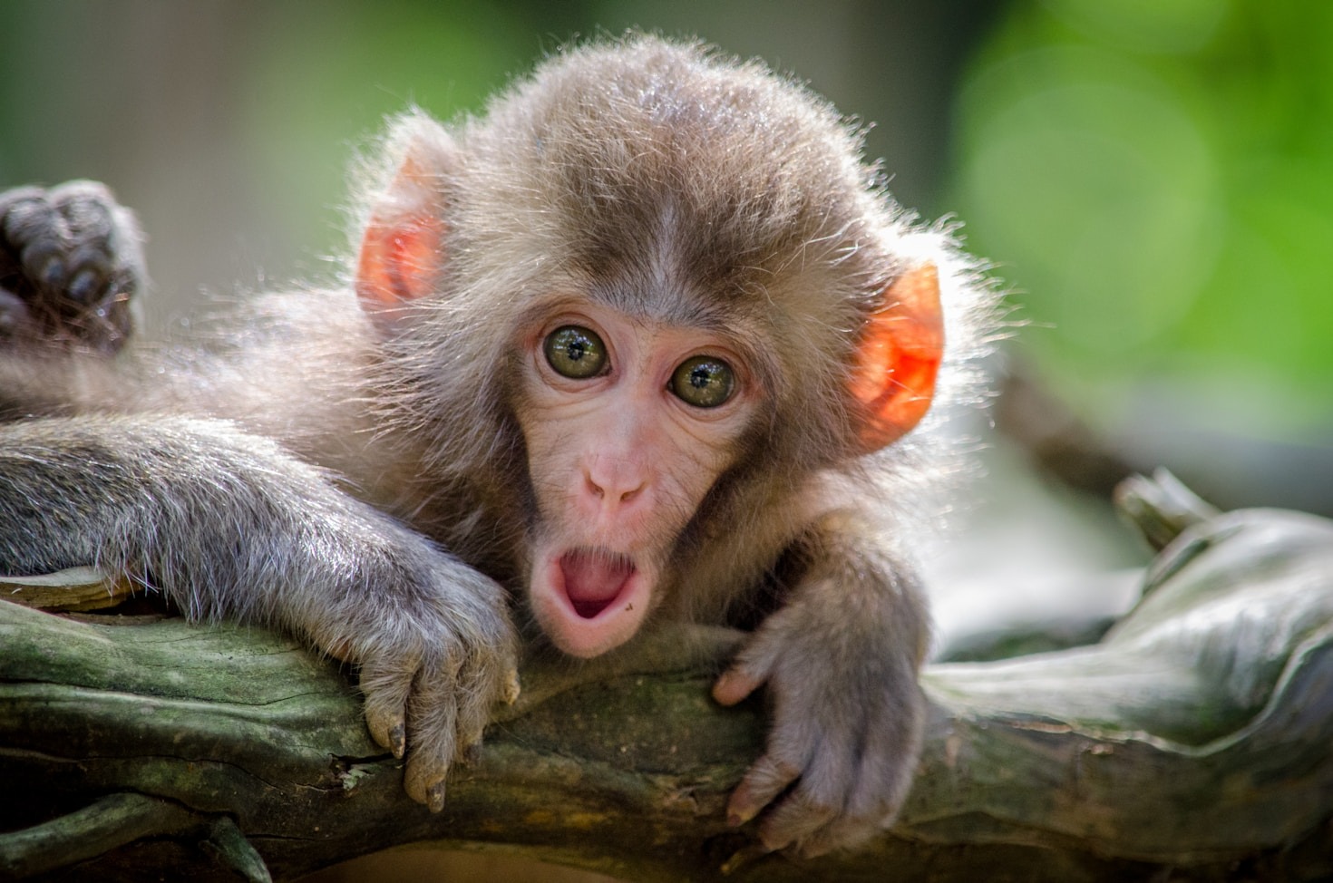 Wie Affen Werkzeuge in der Wildnis nutzen